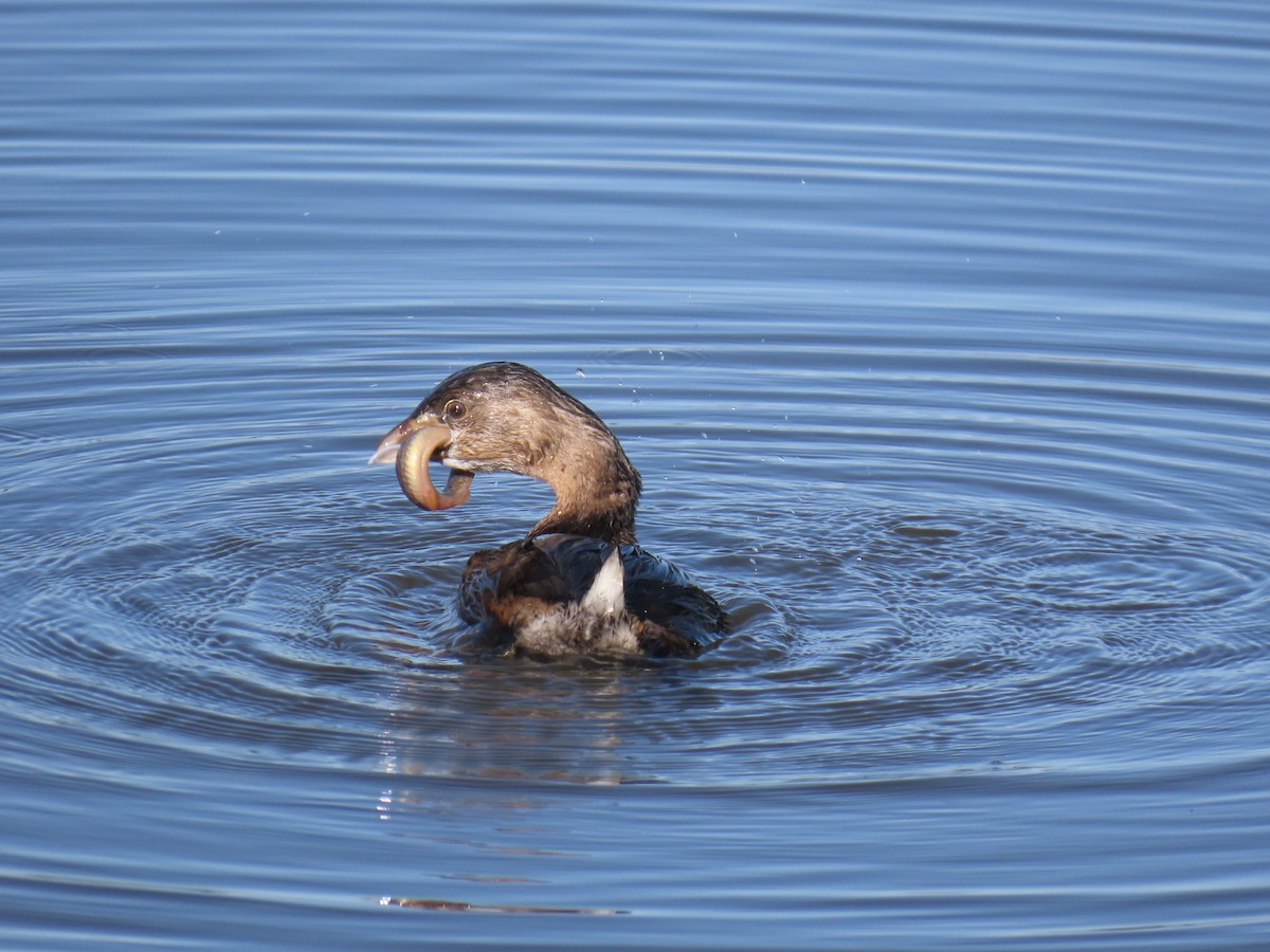 Pied-billed Grebe - ML647738648