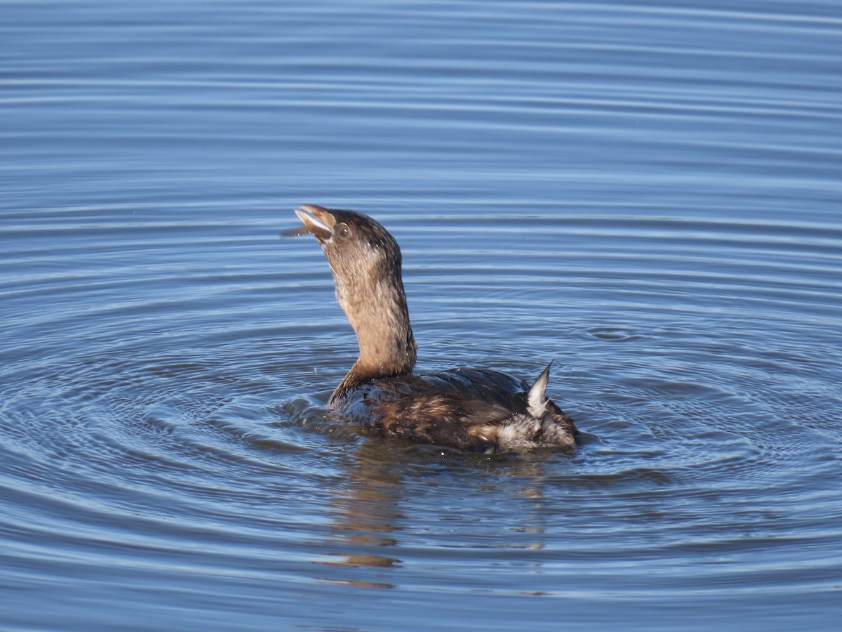 Pied-billed Grebe - ML647738650