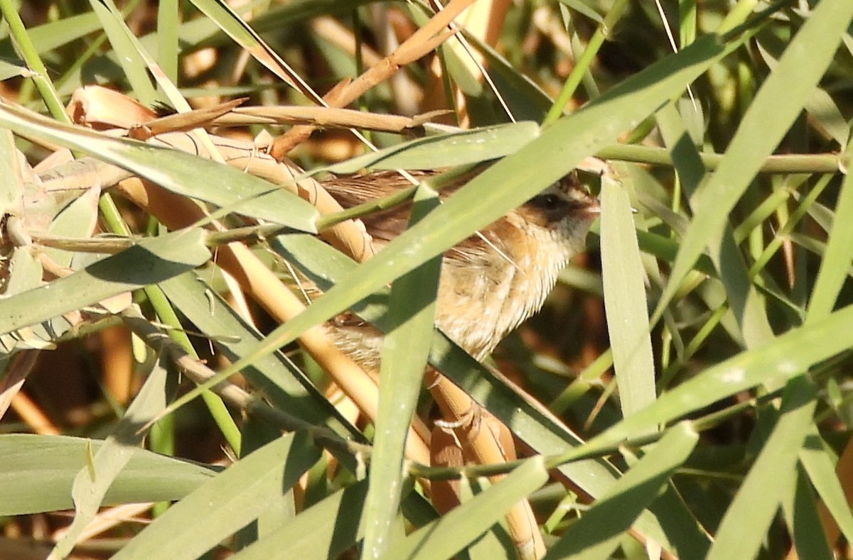 Moustached Warbler - ML647738651