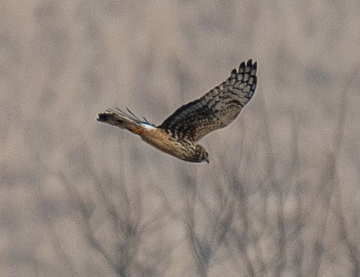 Northern Harrier - ML647738652