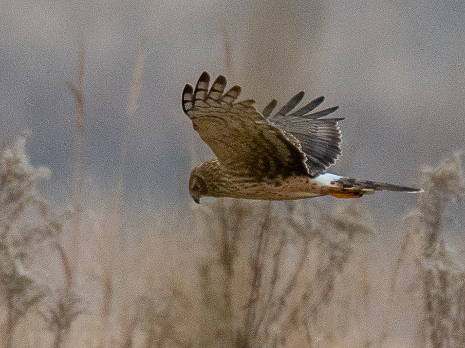 Northern Harrier - ML647738653