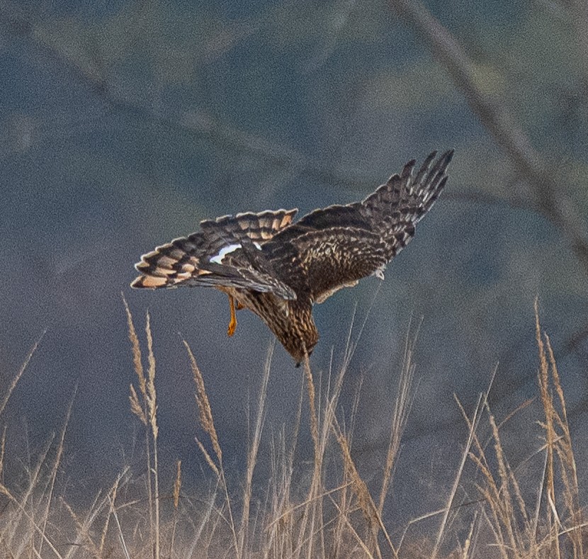 Northern Harrier - ML647738654