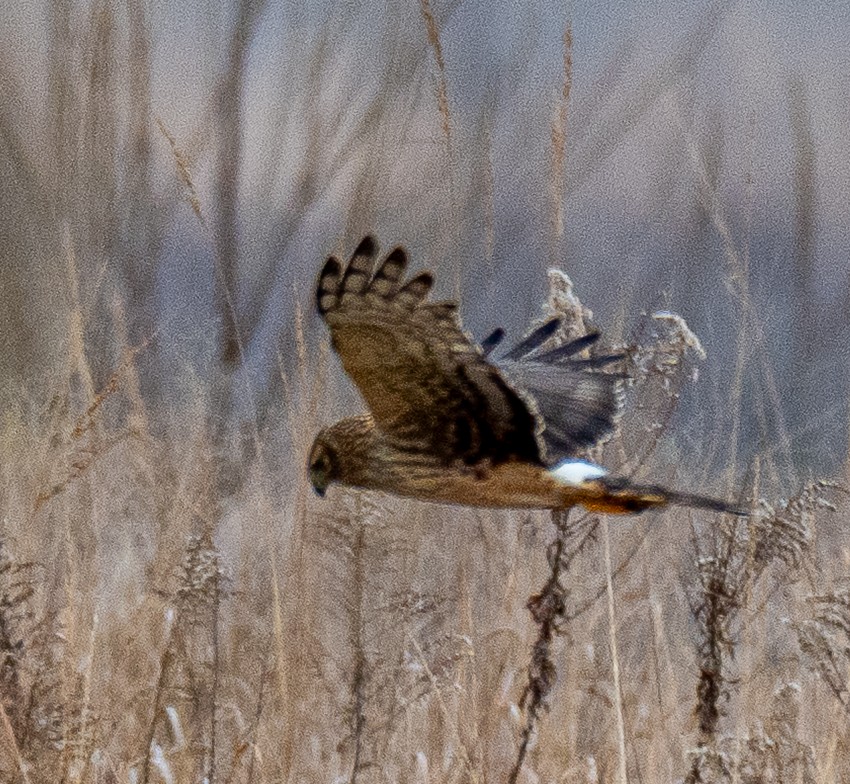Northern Harrier - ML647738655