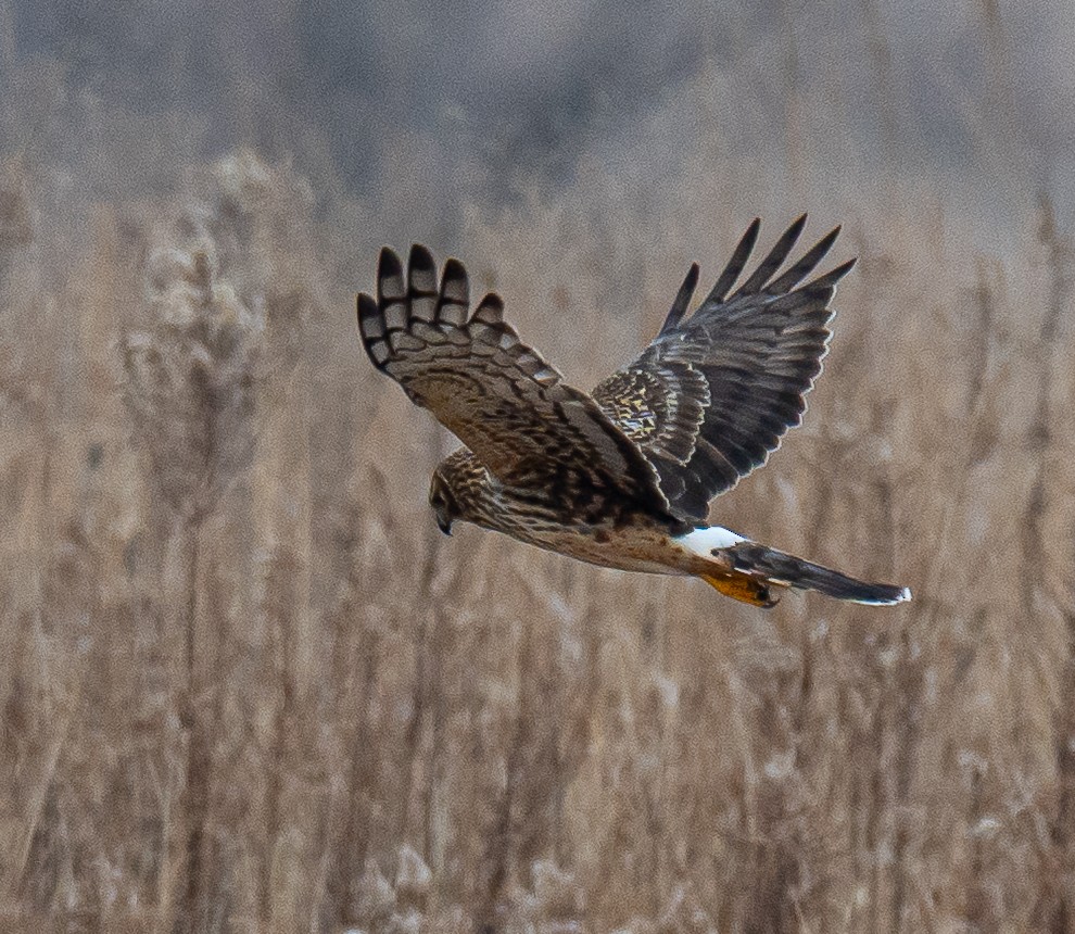 Northern Harrier - ML647738656