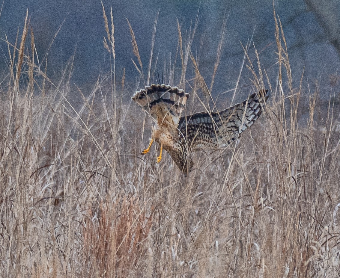 Northern Harrier - ML647738657