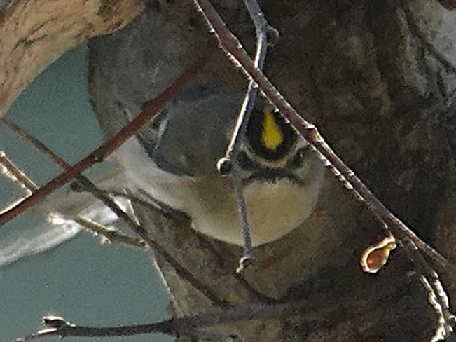 Golden-crowned Kinglet - ML647738658