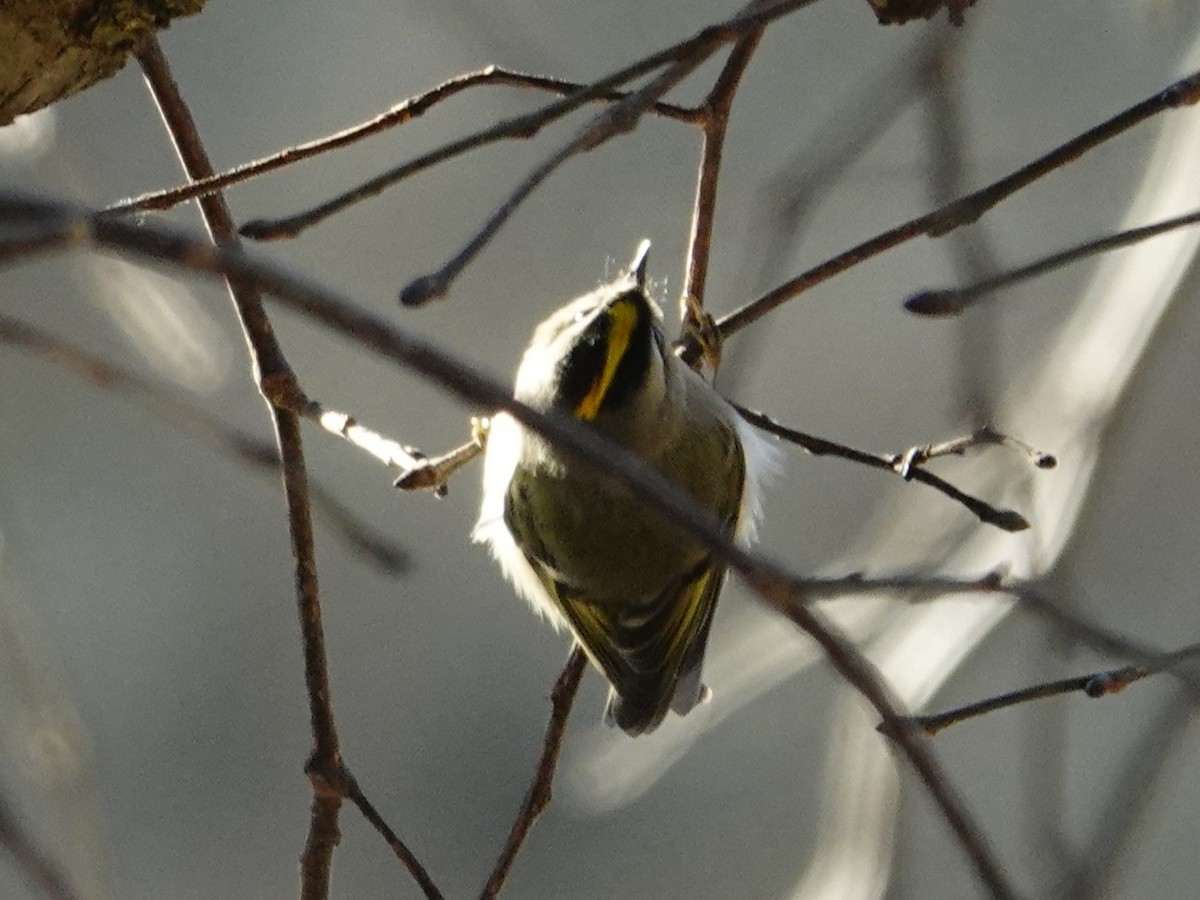 Golden-crowned Kinglet - ML647738659