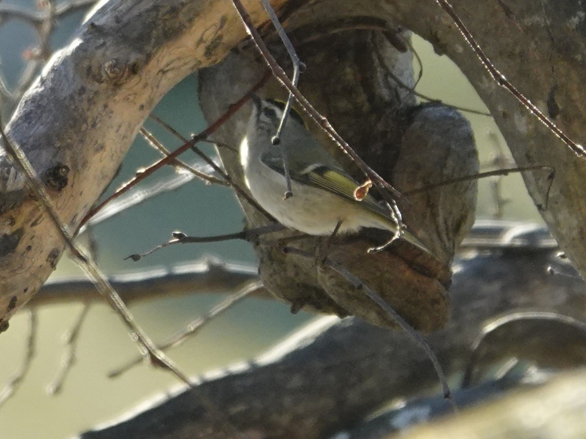Golden-crowned Kinglet - ML647738660