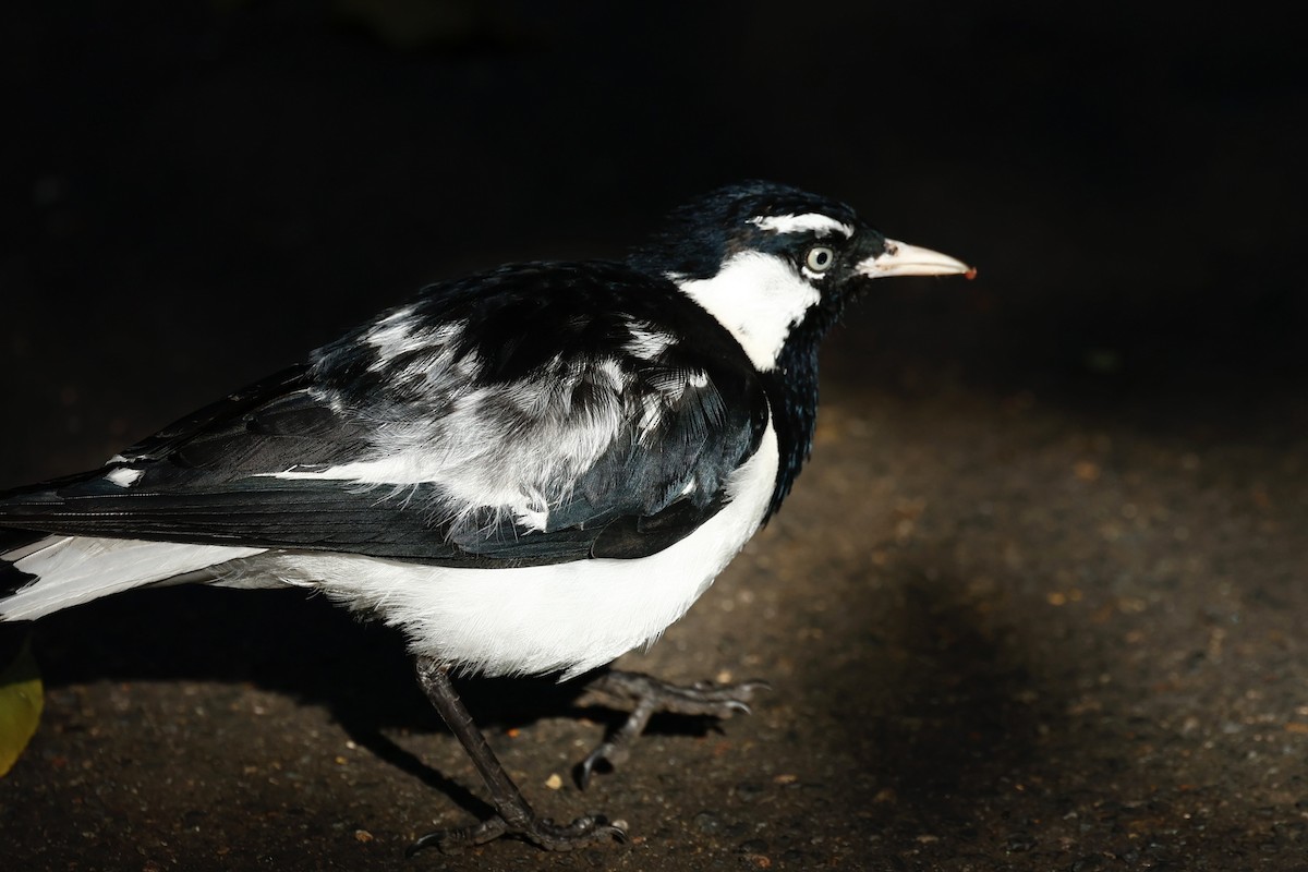 Magpie-lark - ML647738661