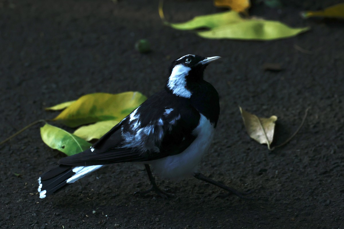 Magpie-lark - ML647738662