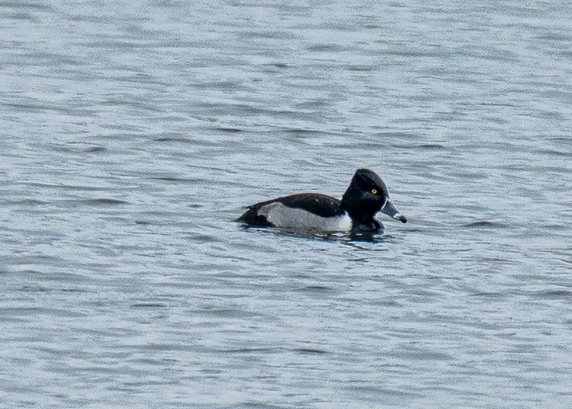 Ring-necked Duck - ML647738664