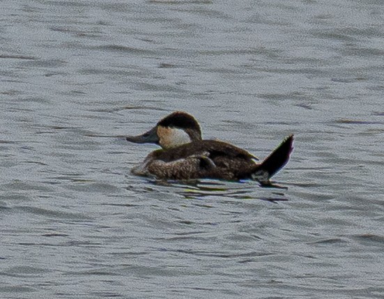 アカオタテガモ - ML647738721