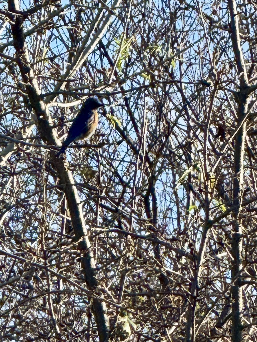 Western Bluebird - ML647738724