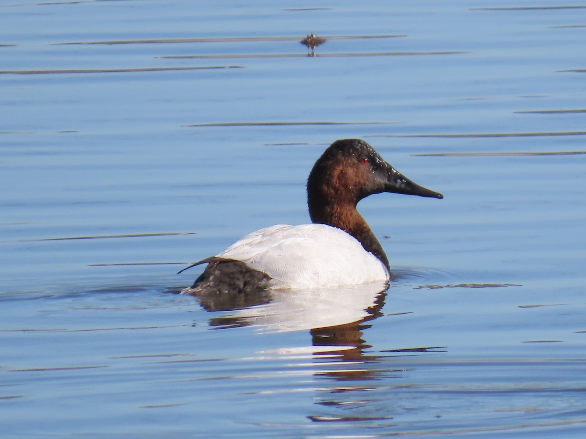 Murgilari bizkarzuria - ML647738725