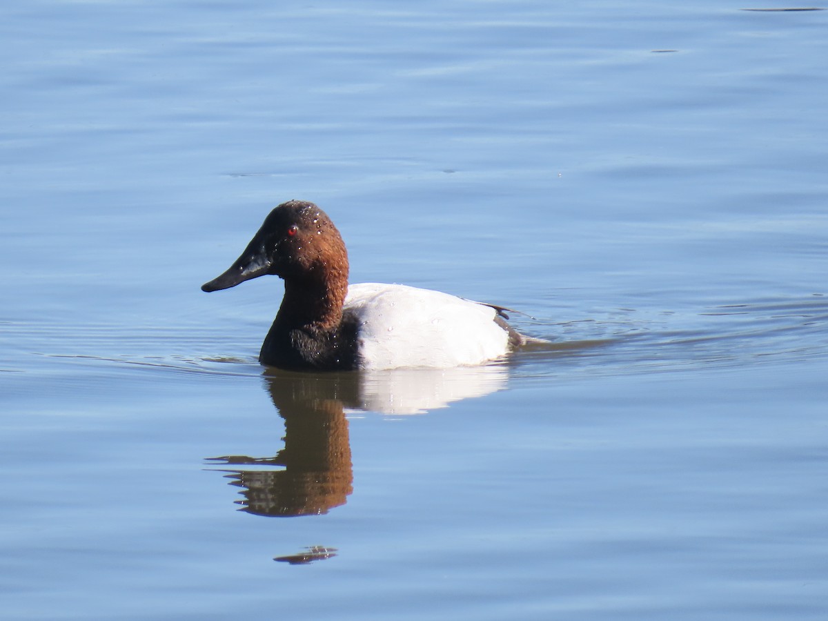 Murgilari bizkarzuria - ML647738739