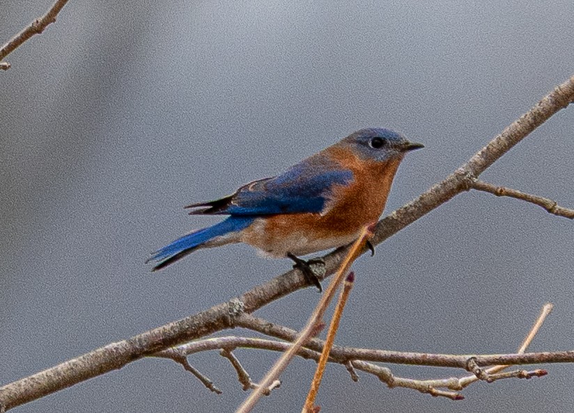 Azulejo Oriental - ML647738745