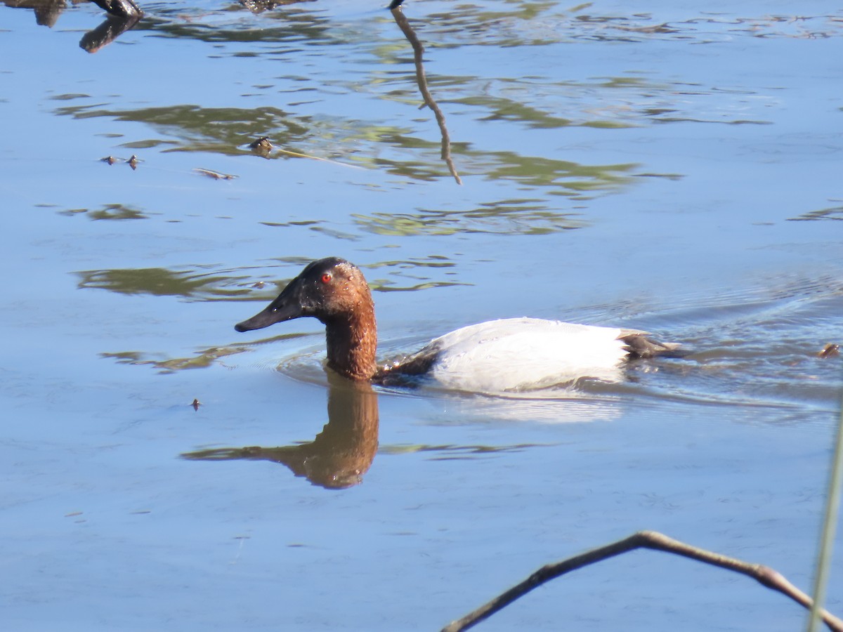 Murgilari bizkarzuria - ML647738749