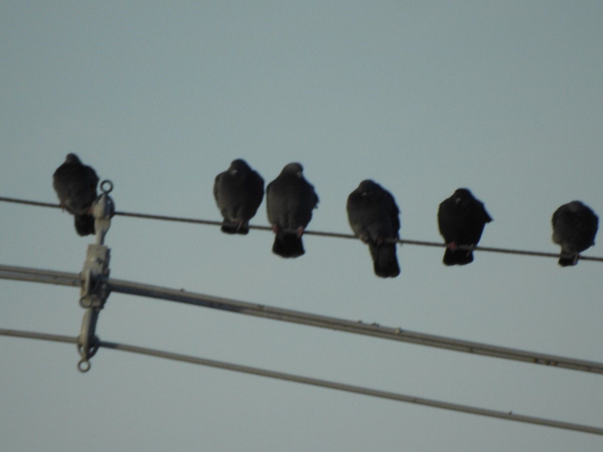 Paloma Bravía (variedad doméstica) - ML647738761