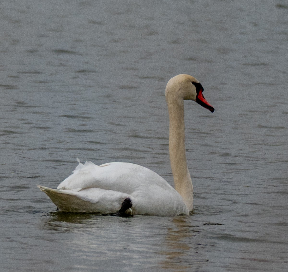 コブハクチョウ - ML647738763