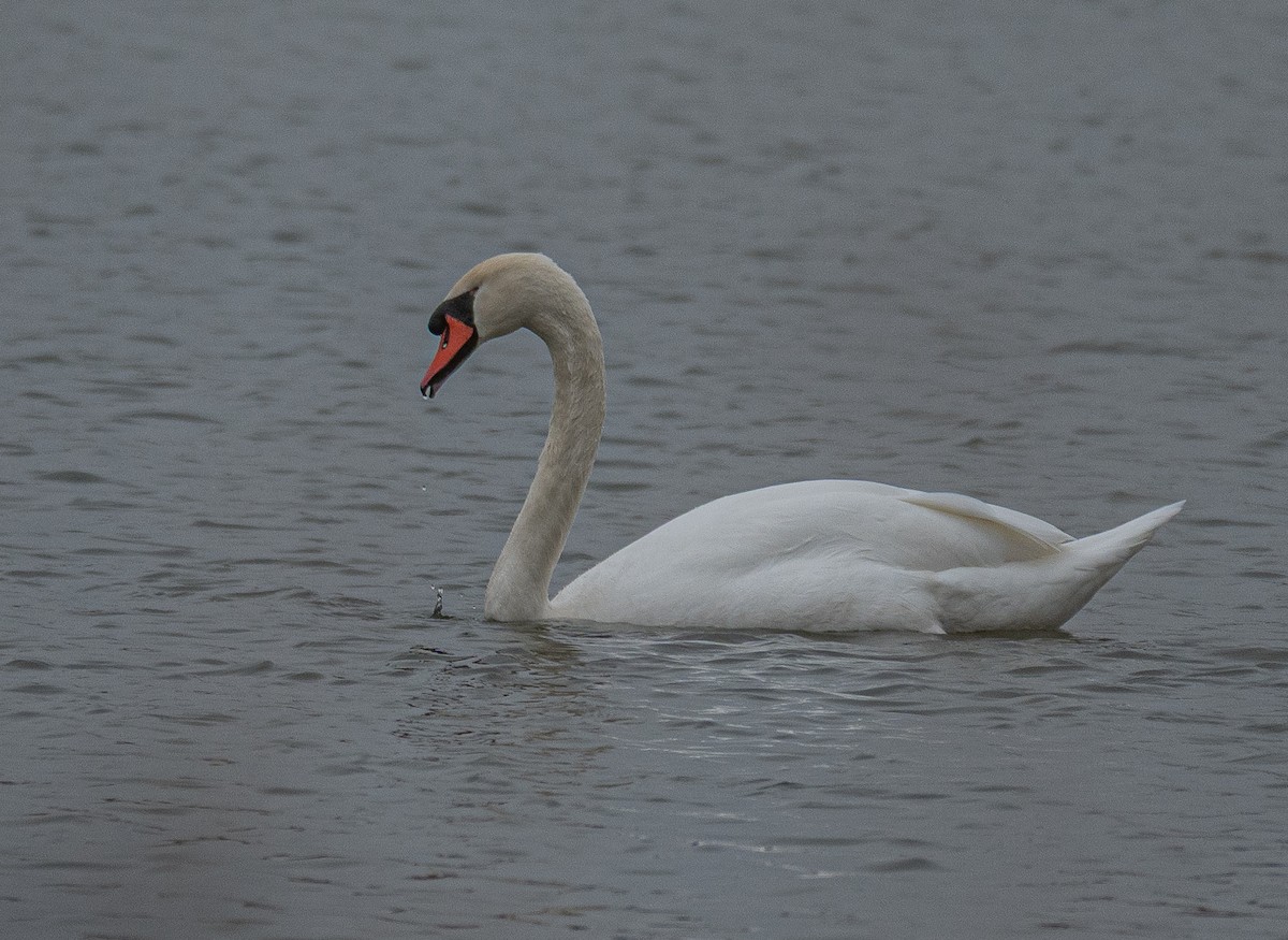 コブハクチョウ - ML647738764