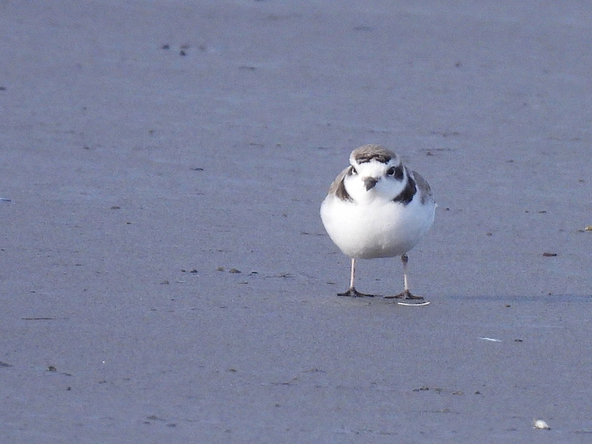 Snowy Plover - ML647738776
