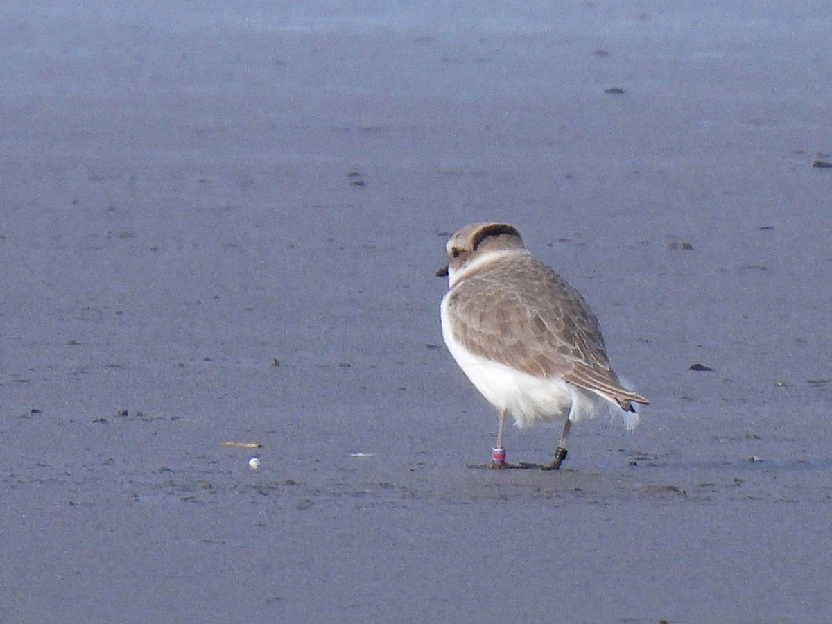 Snowy Plover - ML647738777