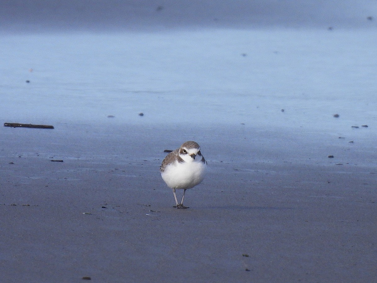 Snowy Plover - ML647738779
