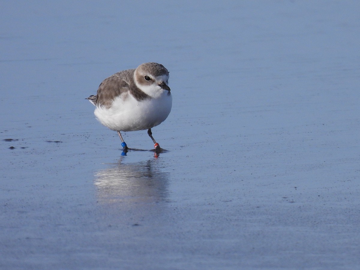 Snowy Plover - ML647738783