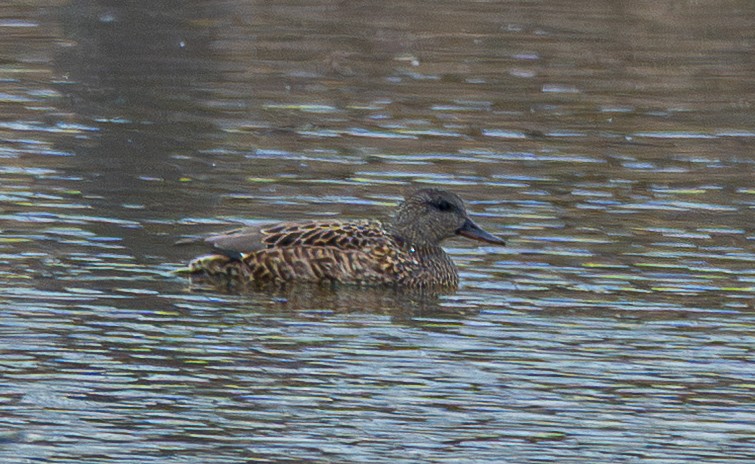 オカヨシガモ - ML647738792