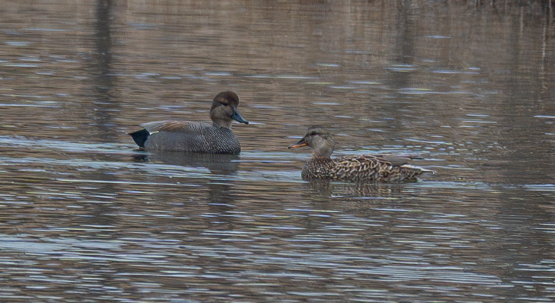 オカヨシガモ - ML647738793