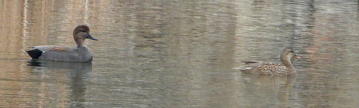 オカヨシガモ - ML647738794