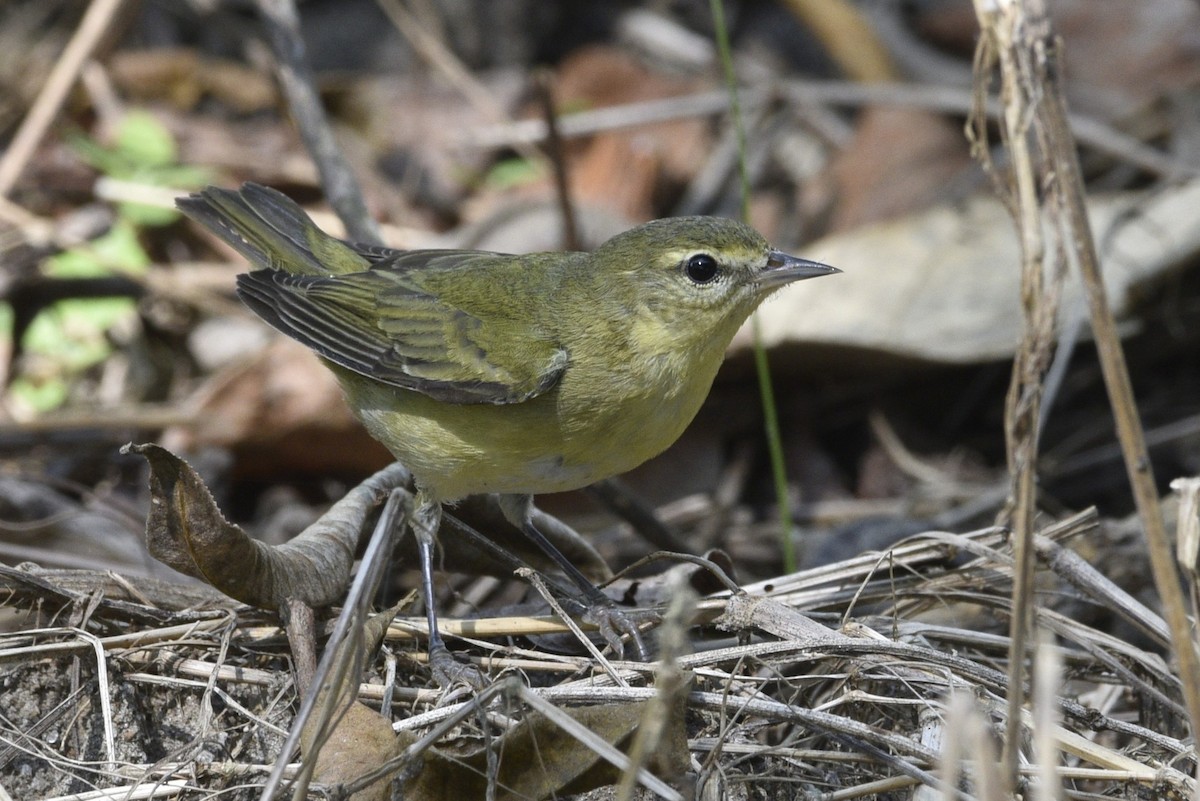 Tennessee Warbler - ML647738796