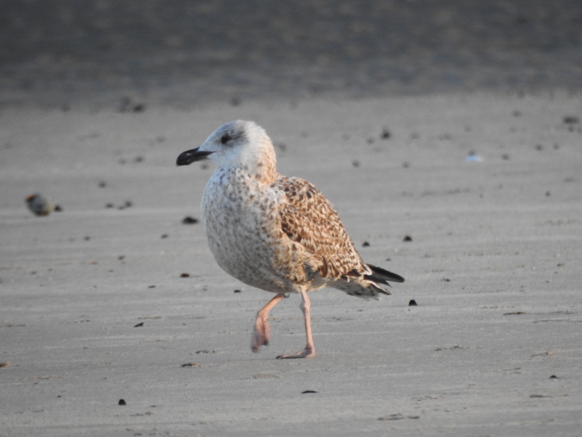 Gavión Atlántico - ML647738807