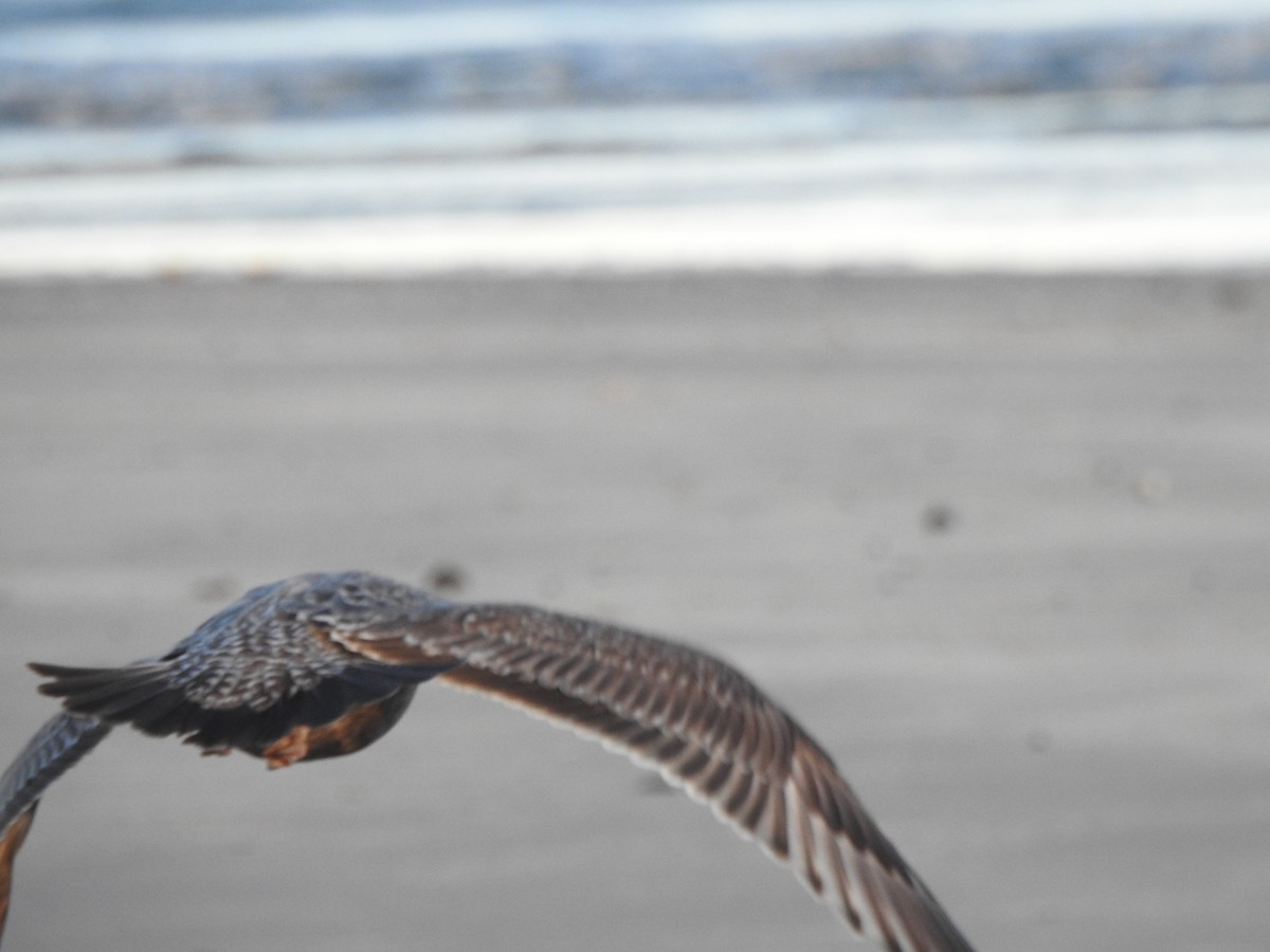 Gaviota Argéntea Americana - ML647738808