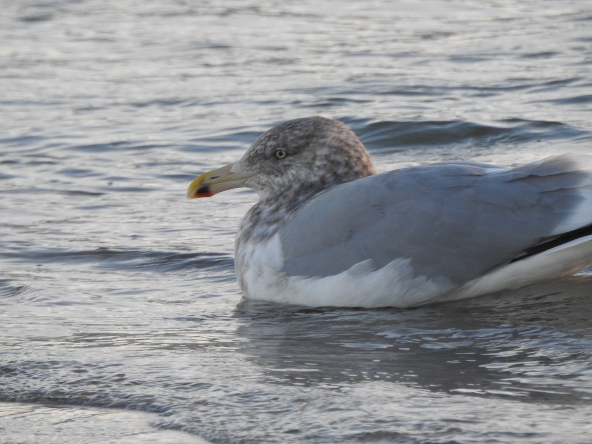 Gaviota Argéntea Americana - ML647738809