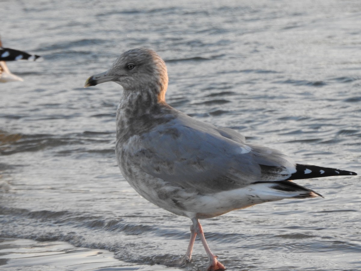 Gaviota Argéntea Americana - ML647738810