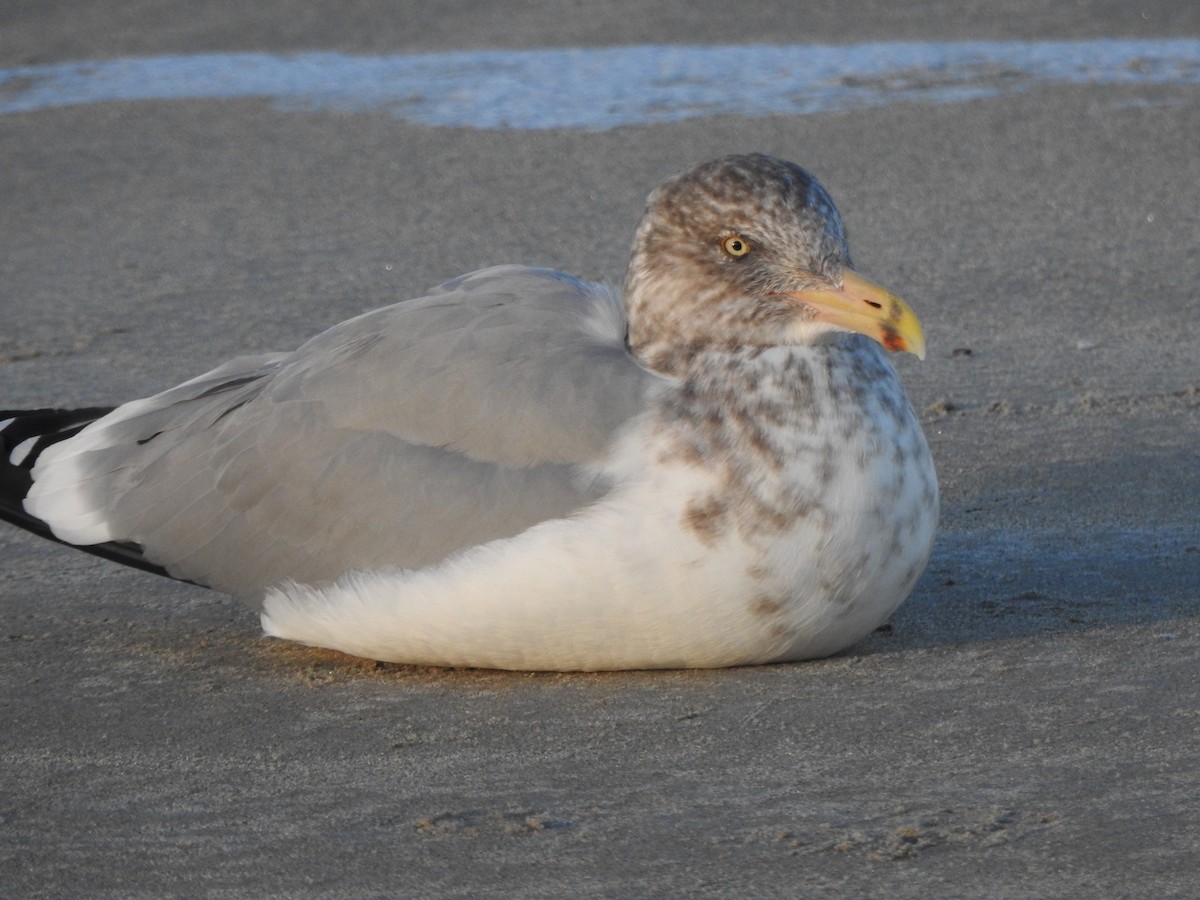 Gaviota Argéntea Americana - ML647738811