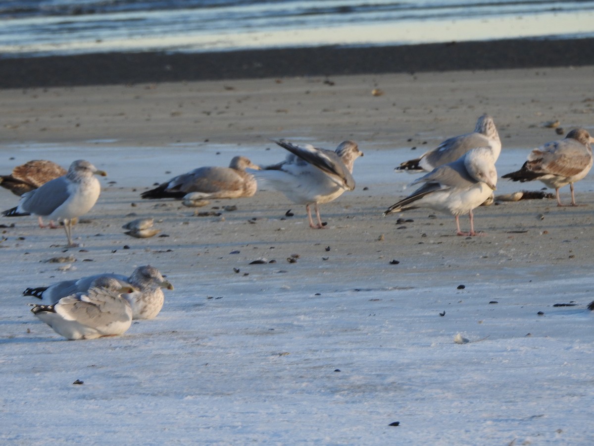 Gaviota Argéntea Americana - ML647738812