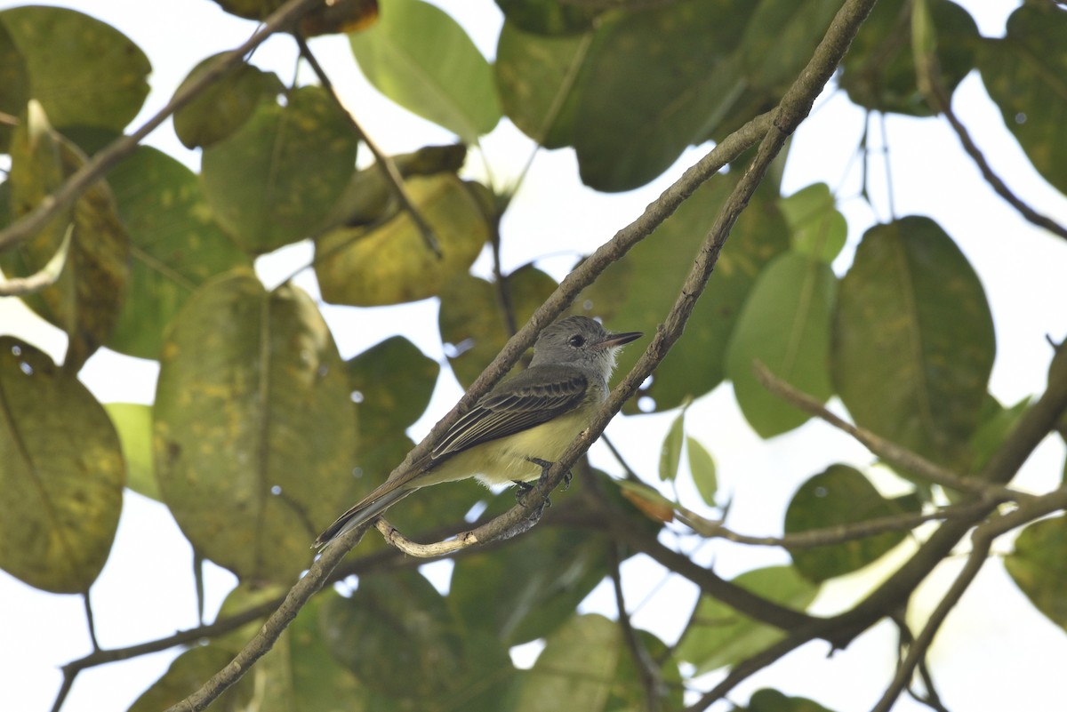 Panama Flycatcher - ML647738813