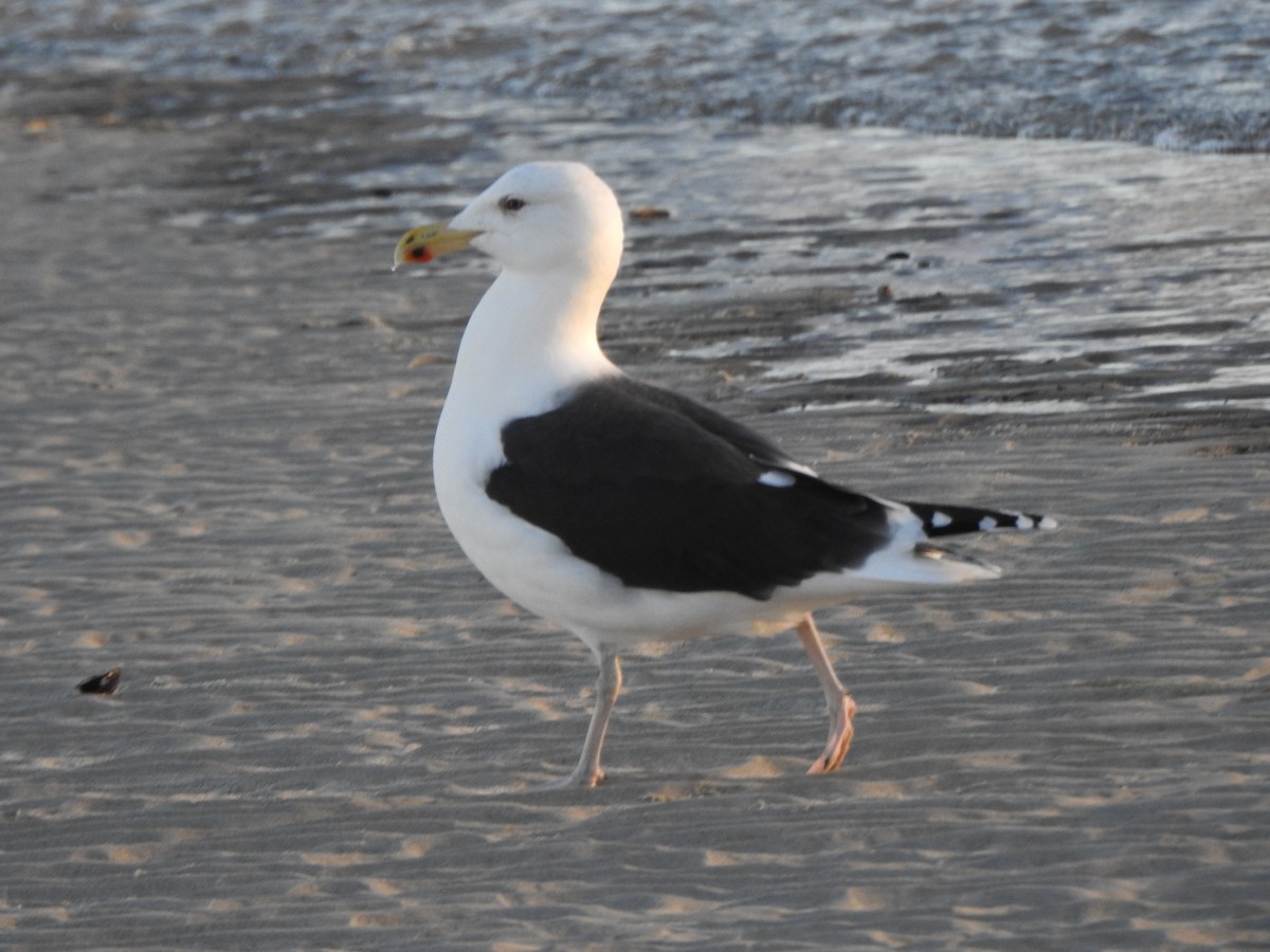 Gavión Atlántico - ML647738829