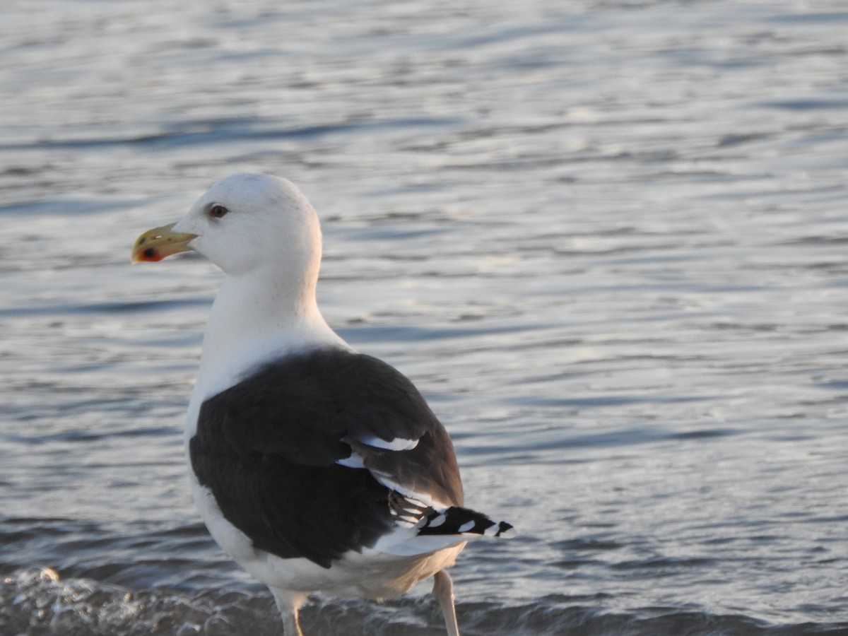 Gavión Atlántico - ML647738830