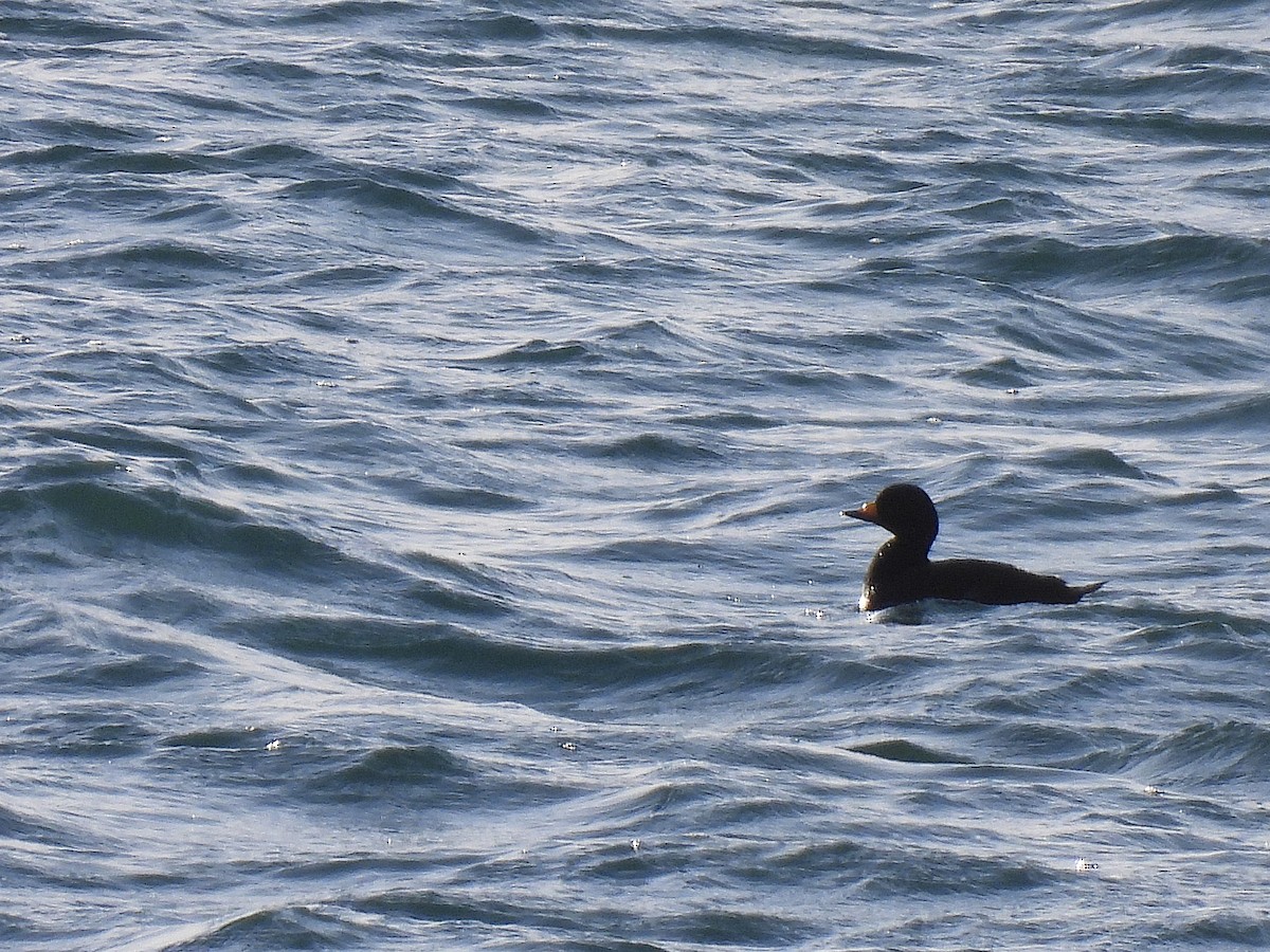 クロガモ - ML647738840