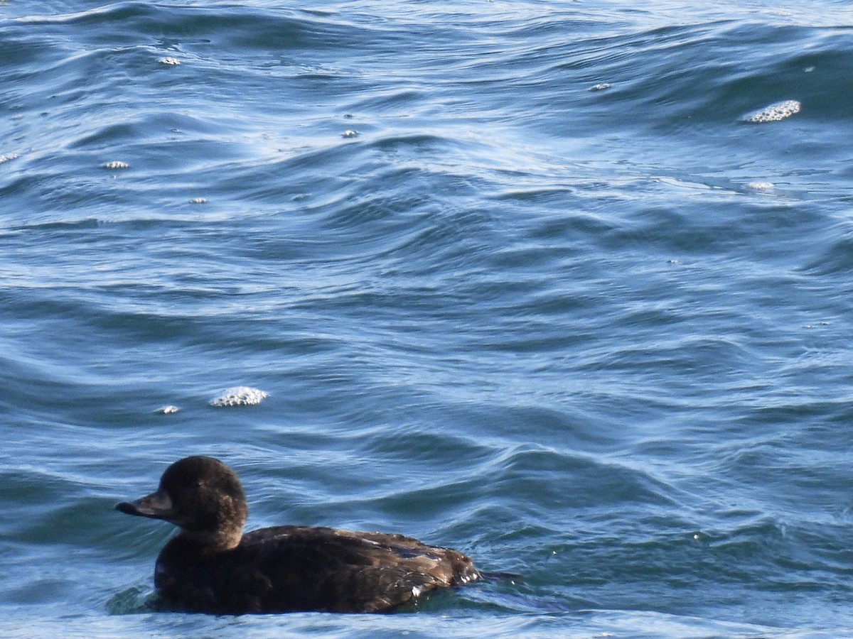 クロガモ - ML647738841