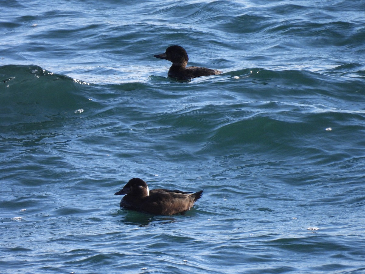 クロガモ - ML647738842