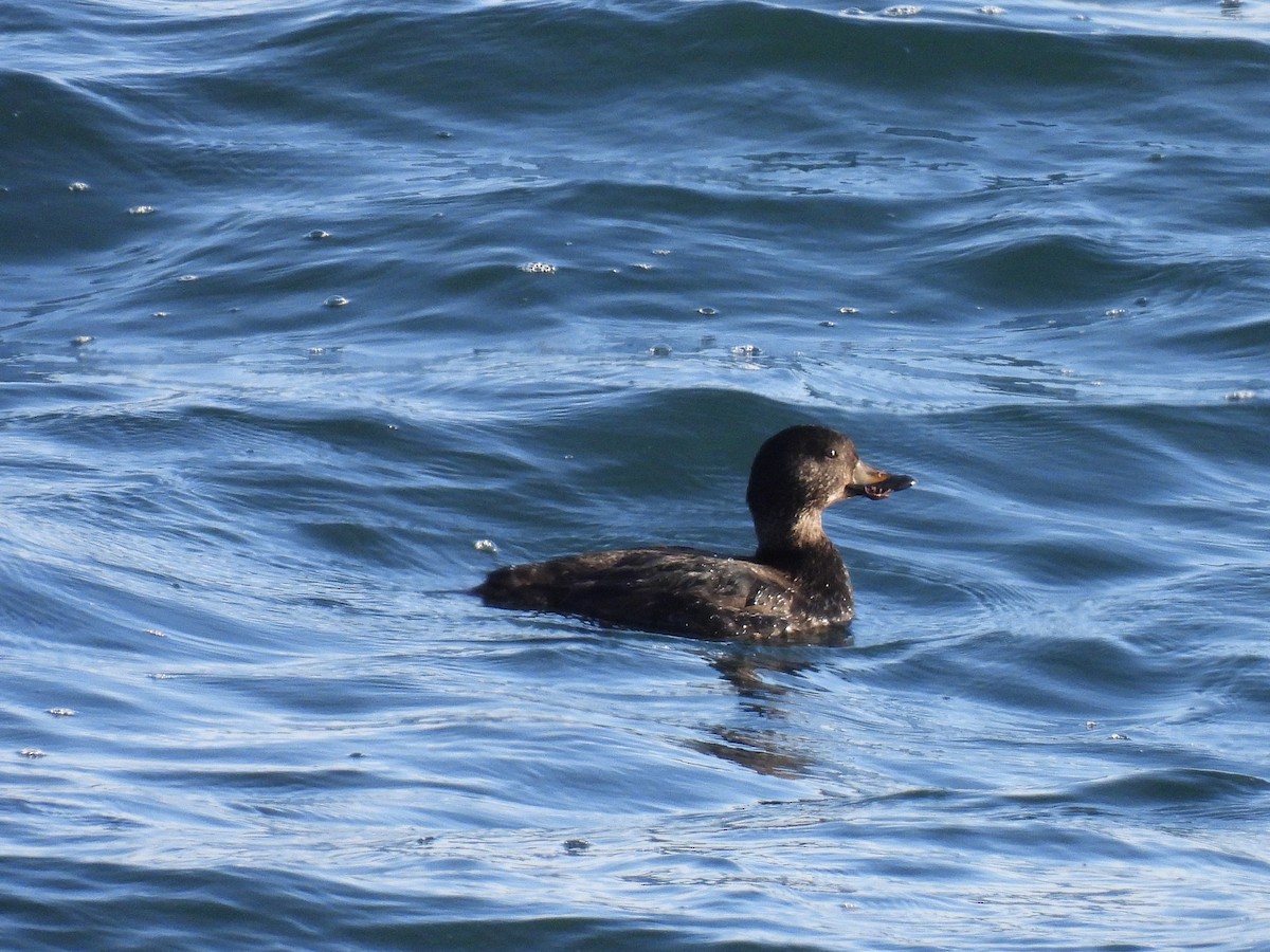 クロガモ - ML647738843