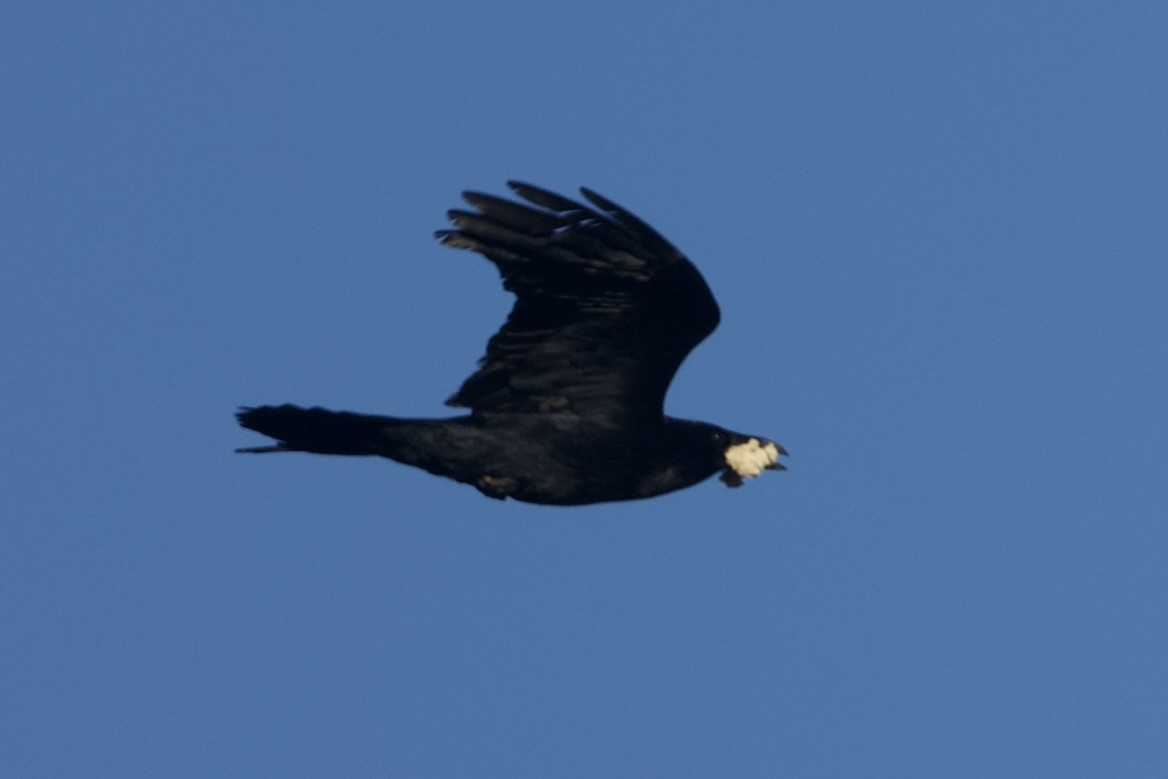 Common Raven - ML647738849