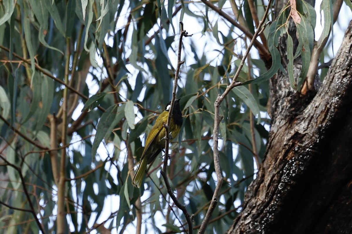 ミミジロミツスイ - ML647738856