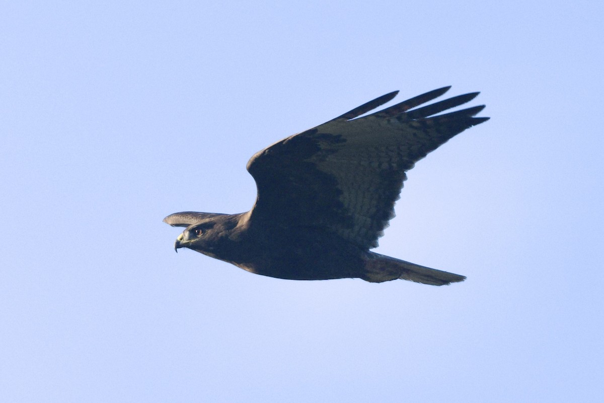 アカオノスリ - ML647738859