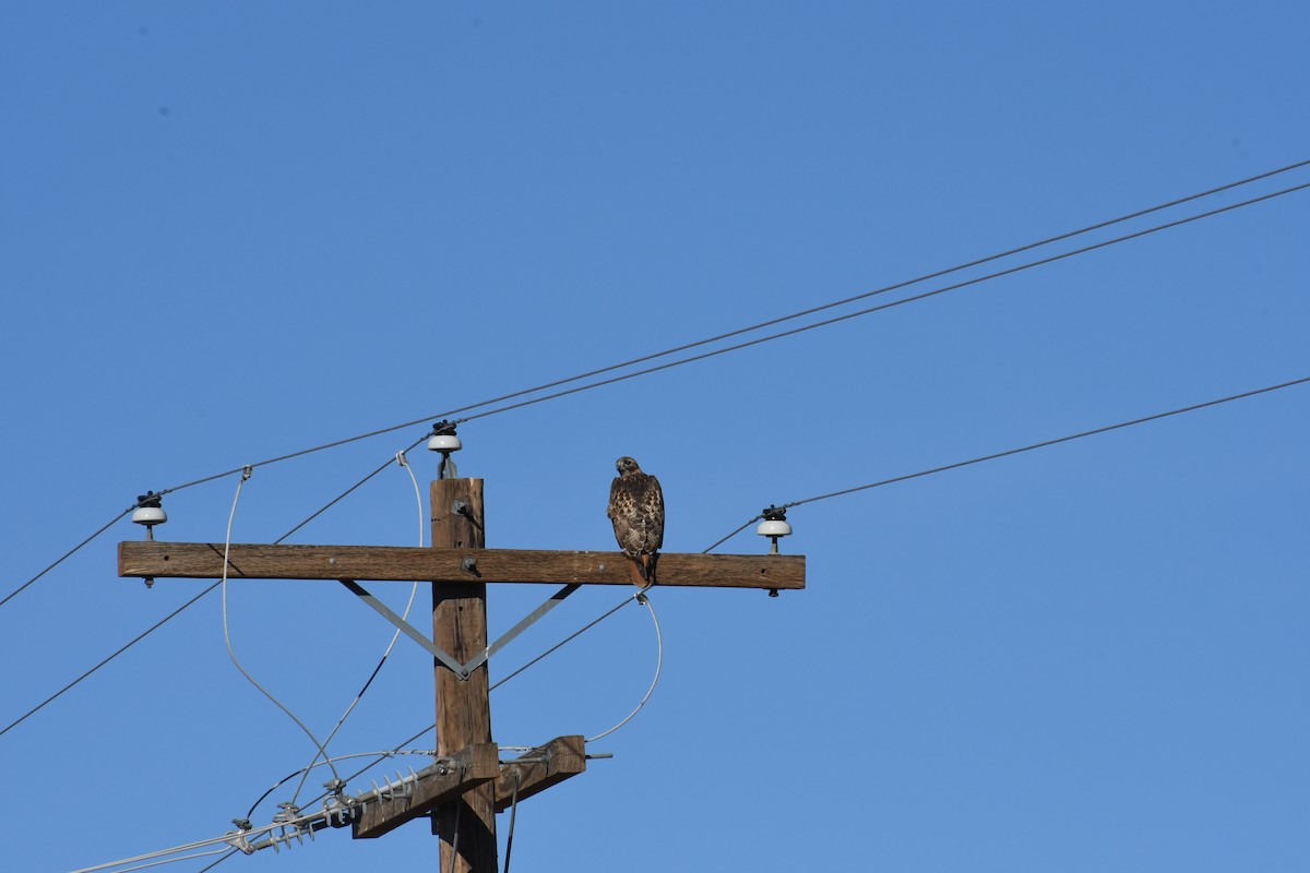 アカオノスリ - ML647738862