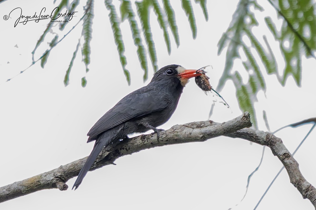 シロビタイアマドリ - ML647738863